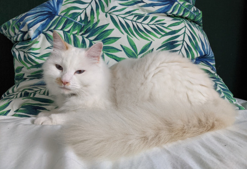Bart Model -Weisse Katze posiert auf Bett mit Kissen.jpg